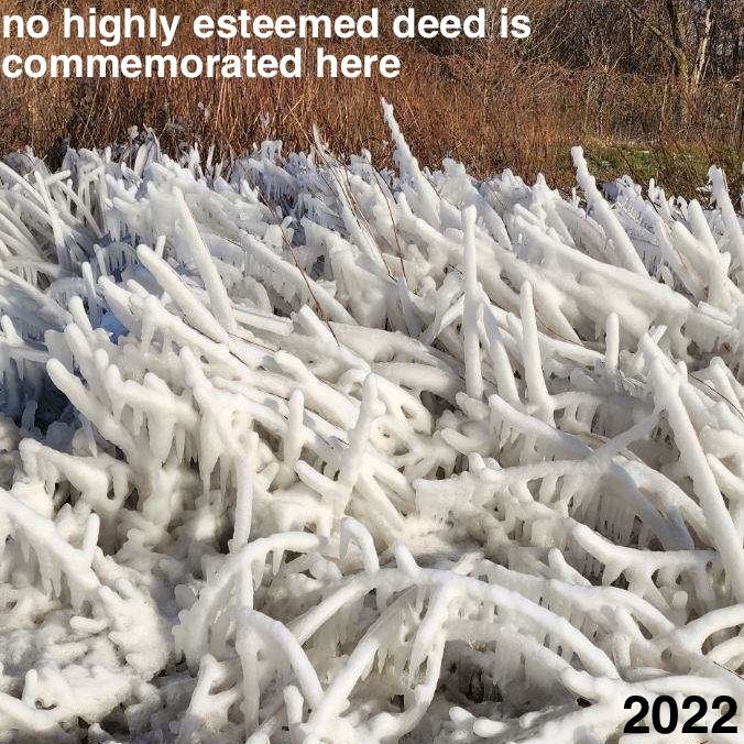 Frozen ice crusts on lakeside plants